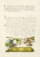 Kalligráfia botanikai illusztráció görög írás mákgubó habszegfű zöldbab 16.sz antik kézirat reprint