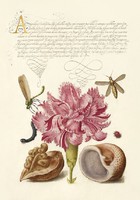 Középkori botanikai rajz szegfű szitakötő dió csiga katica bogár kalligráfia 16.sz kézirat reprint