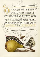 Kalligráfia arany iniciálé botanikai illusztráció körte hernyó lepke méh 16.sz antik kézirat reprint
