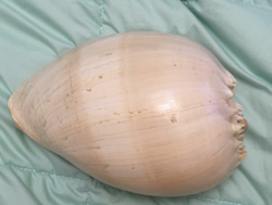 A giant snail shell rarity