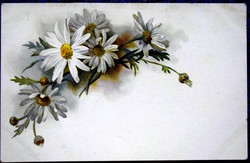 Antique litho graphic postcard daisy flower