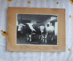 Old photo: cow and calf (kiskunmajsa, 1947; sándorovszky)