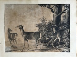 Antique print with deer, samuel howitt?