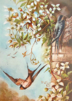 Fészekrakó fecskepár