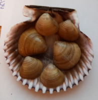 Sea and freshwater mussels (7 pcs.)
