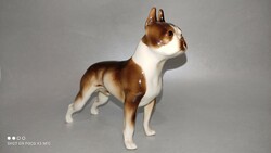Ritka gyűjtői Royal Dux porcelán boston terrier kutya figura szobor