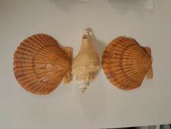 Seashells and snails (special orange color)