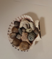 Sea shells and snails, supplemented with freshwater (3)