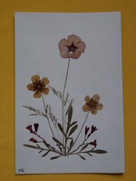 Pressed flowers on a postcard size sheet