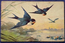 Antique graphic klein artist postcard - swallows dragonfly