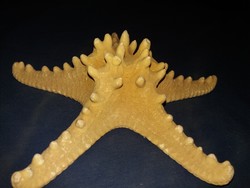 Nagyon szép nagyobbacska tengeri csillag preparátum fosszília asztali polcdísz 19x8 cm képek szerint