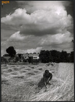 Larger size, photo art work by István Szendrő. Mowing the wheat field, 1930s.