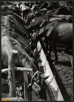 Larger size, photo art work by István Szendrő. Horses at the Trough, 1930s.