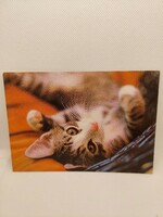 Kitten, feline, animal postcard, postal service (even with free delivery)