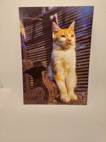 Kitten, feline, animal postcard, postal service (even with free delivery)