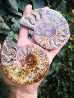 Gyönyörű ammonitesz fosszília pár