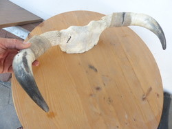 Cow horns for decoration