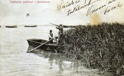 Ba - 162 Postatiszta reprint képeslap a Balaton régmúltjából - Vadkacsa vadászat