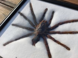 Spider preparation framed (113)
