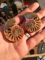 Ammonitesz fosszília, ásvány őskövület