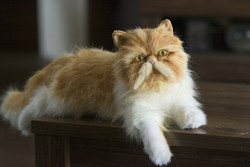Several types of lifelike Persian cat portrait plush, realistic Persian kitten plush toy available to order