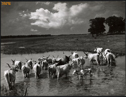 Larger size, photo art work by István Szendrő. Gray cattle in the water, ruminant, ethnography
