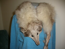 Real fur collar, scarf, fur silver fox