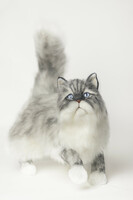 Lifelike Persian cat, realistic Persian kitten plush - to order