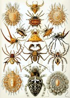 Pókfélék pókfajok ízeltlábúak Ernst Haeckel 1904 Arachnida vintage zoológia illusztráció reprint