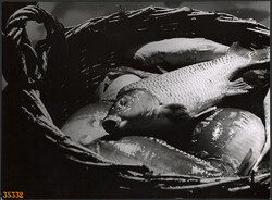 Larger size, photo art work by István Szendrő. Fish in the basket, fishing, 1930s.