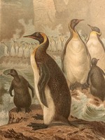 Brehm print 1890 penguins