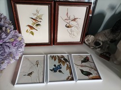 3 Old prints depicting birds in a white frame ornithology