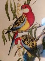 2 Old prints depicting birds are also ornithology