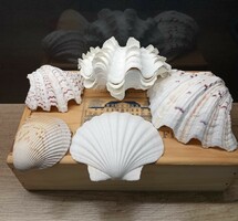 Collection of giant sea shells