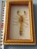 Prepared scorpion in gift box