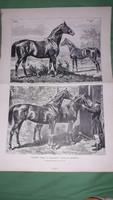 Racehorses stallions Prussian royal stable marsworth & duke of edinburgh - Victorian woodcut a3