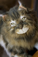 Lifelike, large Maine Coon cat plush portrait