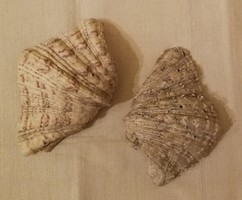 Sea shells, large, 2 pcs