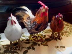 Roosters and hens with real feathers