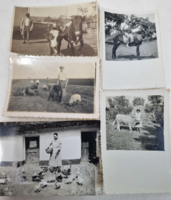 Old photos of farm life with animals, 5 pieces for sale together