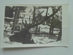D200772 - photo - deer