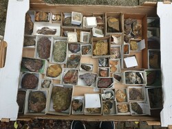 Different fossils rock samples together