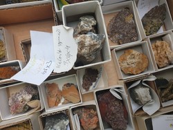 Különböző fosszíliák kőzetminták együtt