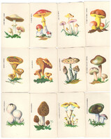 331. Mushrooms 12 cards