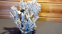 Coral ornament
