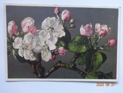 Old floral greeting card, postal clean - apple tree flower