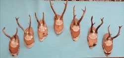 Deer trophy/antler