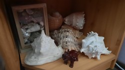 For sale from a legacy to collectors, a very nice collection of sea shells and snails, 6 beautiful large specimens