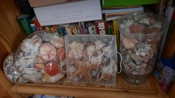 A very nice collection of seashells and snails for sale from a legacy for collectors