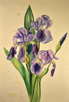 Mariska Undi (1877-1959): irises